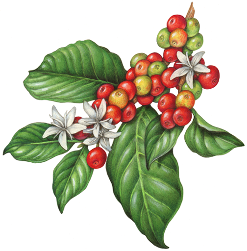 coffeeplantflowersberriesfruit.png (504×512) 커피 꽃
