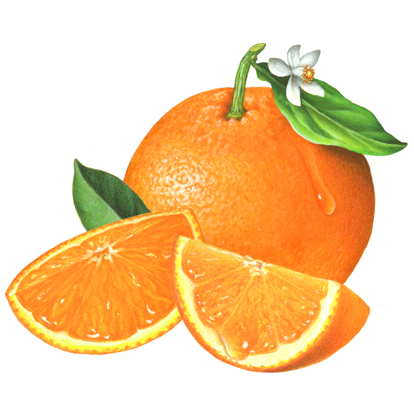 th-citrus