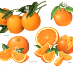fruit illustrations of oranges with whole fruit and slices with blossoms and leaves.
