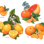 Watercolor illustrations of various citrus fruits including orange, lemon, grapefruit, tangerine and mandarin used on packaging for St. Ive's. Meijer and N'Ice cough drops.