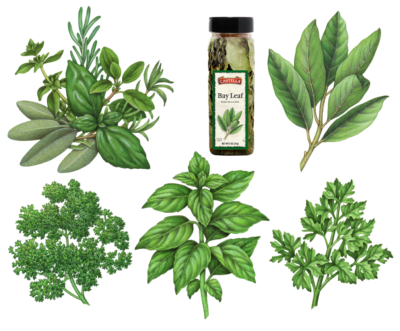 Italian herbs including bay leaves, basil, curley parsley and flat leaf parsley