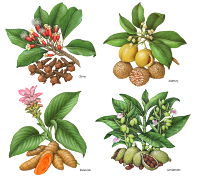 Herbs and spices including cloves, nutmeg, turmeric, and cardamom