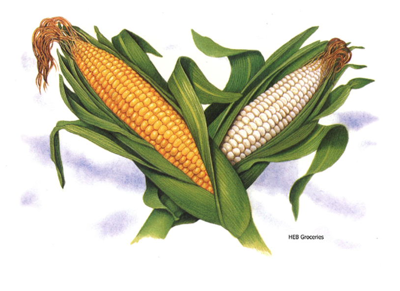 Botanical illustration of yellow and white ears of corn used for HEB Groceries.