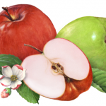 Fruit illustration of apples, one red, one green and a cut half with leaves and apple blossoms