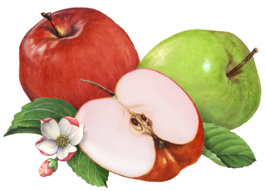 Fruit illustration of apples, one red, one green and a cut half with leaves and apple blossoms