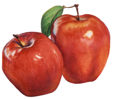 Fruit painting of two Red Delicious apples.