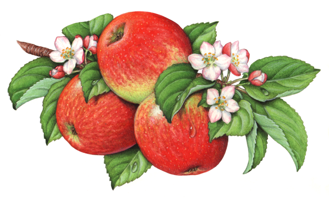 Botanical illustration of Honey Crisp apples on a branch with apple blossoms and leaves.