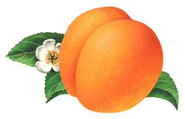 Apricot illustration with a leaf and flower