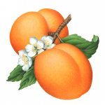 Botanical illustration of two apricots on a branch with leaves and three apricot flowers.