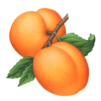 Botanical illustration of two apricots on a branch with leaves.