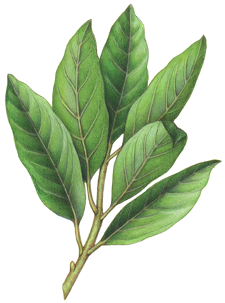 Bay leaf branch