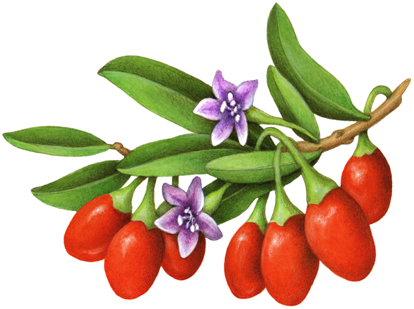 Red Goji berries branch with purple flowers