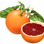 Whole blood orange on a branch with orange blossoms and a cut blood orange half