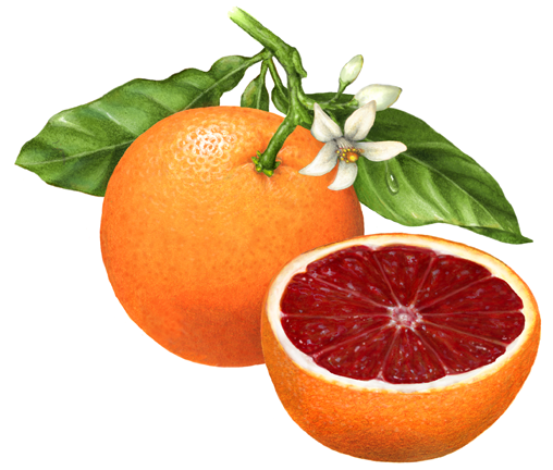 Whole blood orange on a branch with orange blossoms and a cut blood orange half
