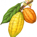 Botanical illustration of yellow and orange cacao on a branch with a leaf and flowers.