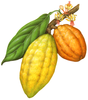 Botanical illustration of yellow and orange cacao on a branch with a leaf and flowers.