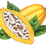 One cut yellow cacao half and one whole cacao with four leaves