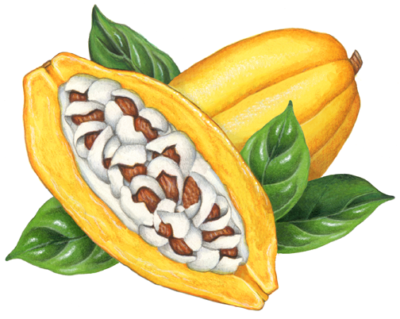 One cut yellow cacao half and one whole cacao with four leaves