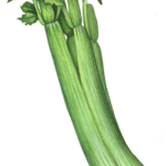 celery stalk