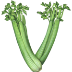 Two celery stalks in the shape of a V