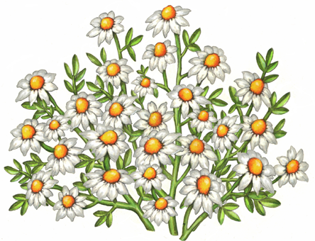 Chamomile flowers, leaves and stems on a bush
