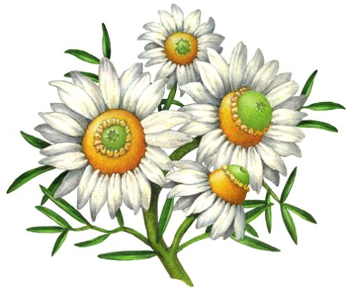 Flowers Stock Art Illustrations - Douglas Schneider Illustration