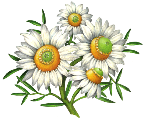 Chamomile with four flowers, leaves and stems