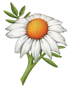 Chamomile single flower with stem and leaves