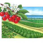 Old-fashioned Grand Traverse cherry orchard scene illustration with Montmorency cherry branch.