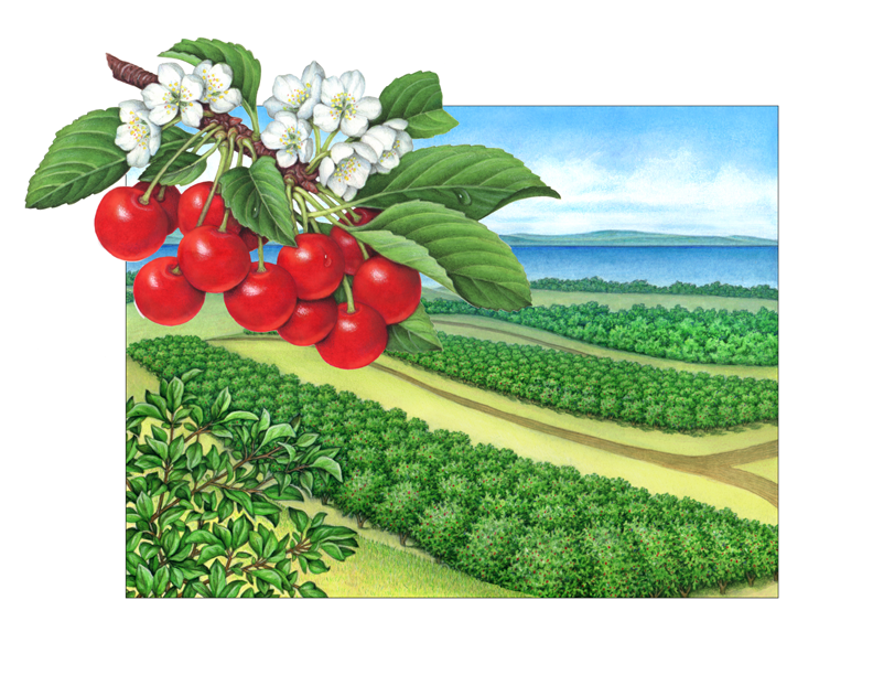 Old-fashioned Grand Traverse cherry orchard scene illustration with Montmorency cherry branch.