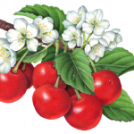 Illustration of seven red sour Montmorency cherries on a branch with cherry blossoms.