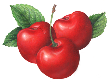 Three sweet red cherries with leaves