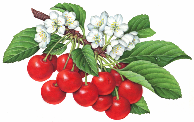 Illustration of twelve sour red Montmorency cherries on a branch with leaves and cherry blossoms.