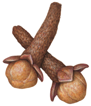 Watercolor illustration of two brown cloves.