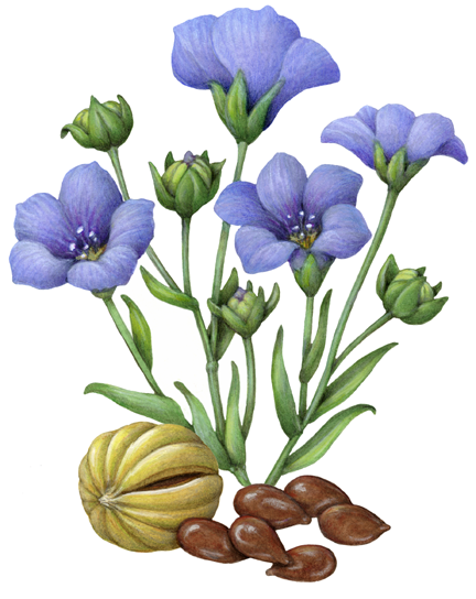 Flax plant with blue flowers, dried pod and flaxseeds