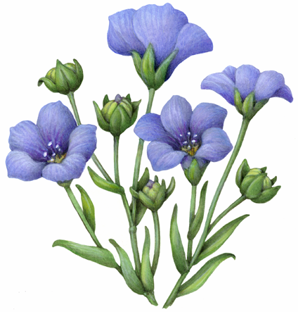 Flax plant with blue flowers and buds