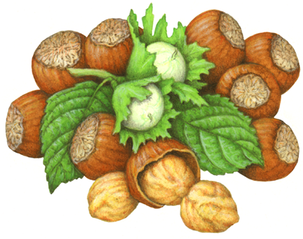 Hazel nut still life with nuts both with shells and no shells, plus hazel nut flowers and leaves