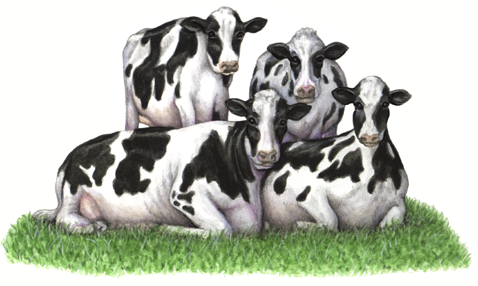 Watercolor animal illustration of four Holstein cows laying on grass