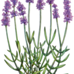 Lavender branch with eight lavender flowers
