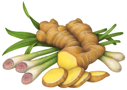 Lemongrass and ginger illustration showing cut lemongrass and cut ginger root.