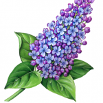 Blue and purple lilac with leaves