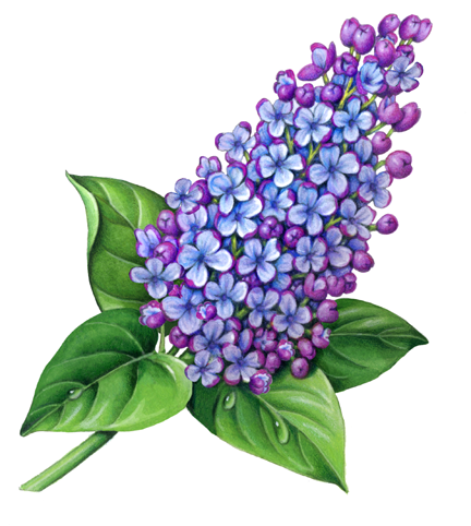 Blue and purple lilac with leaves
