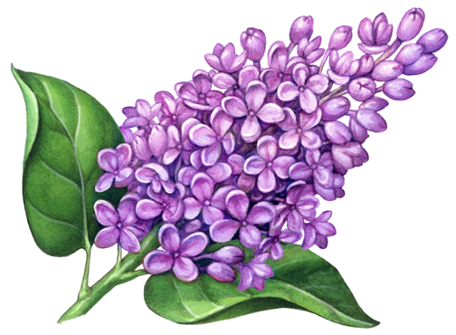 Purple, pink lilac with leaves