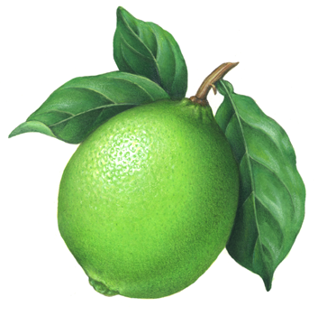 Botanical illustration of a lime with leaves.