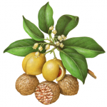 Botanical illustration of nutmeg with leaves, flowers, fruit and nuts.