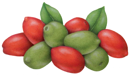 Red and green Cerignola Olives