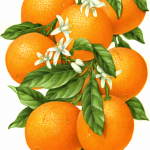 Orange branch with eight oranges, leaves and orange blossoms