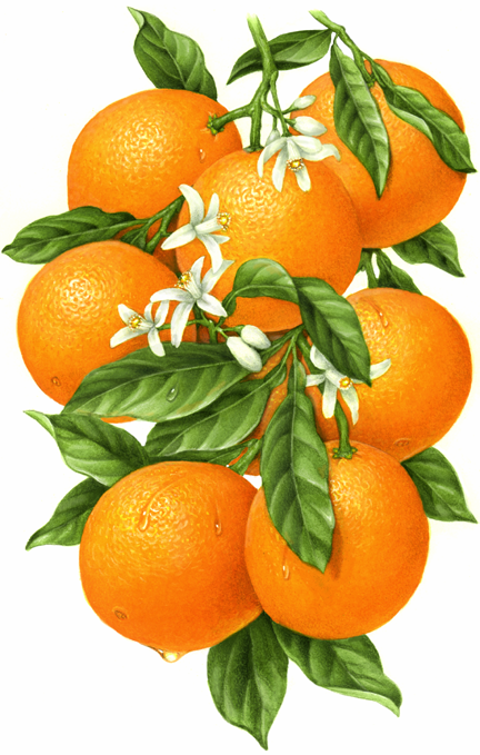 Orange branch with eight oranges, leaves and orange blossoms