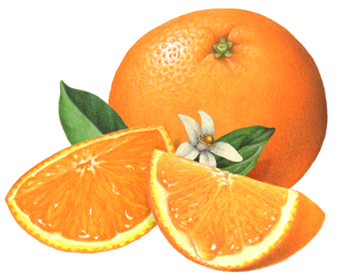 Orange illustration with two slices and an orange blossom with leaves in the middle.