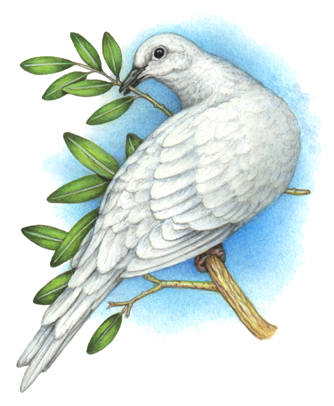 Watercolor bird painting of a dove with an olive branch